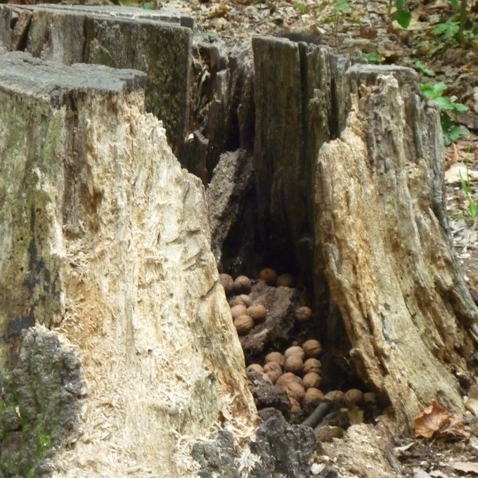 Close-up of the dead and cracked tee trunk: it's full of walnuts inside the trunk.