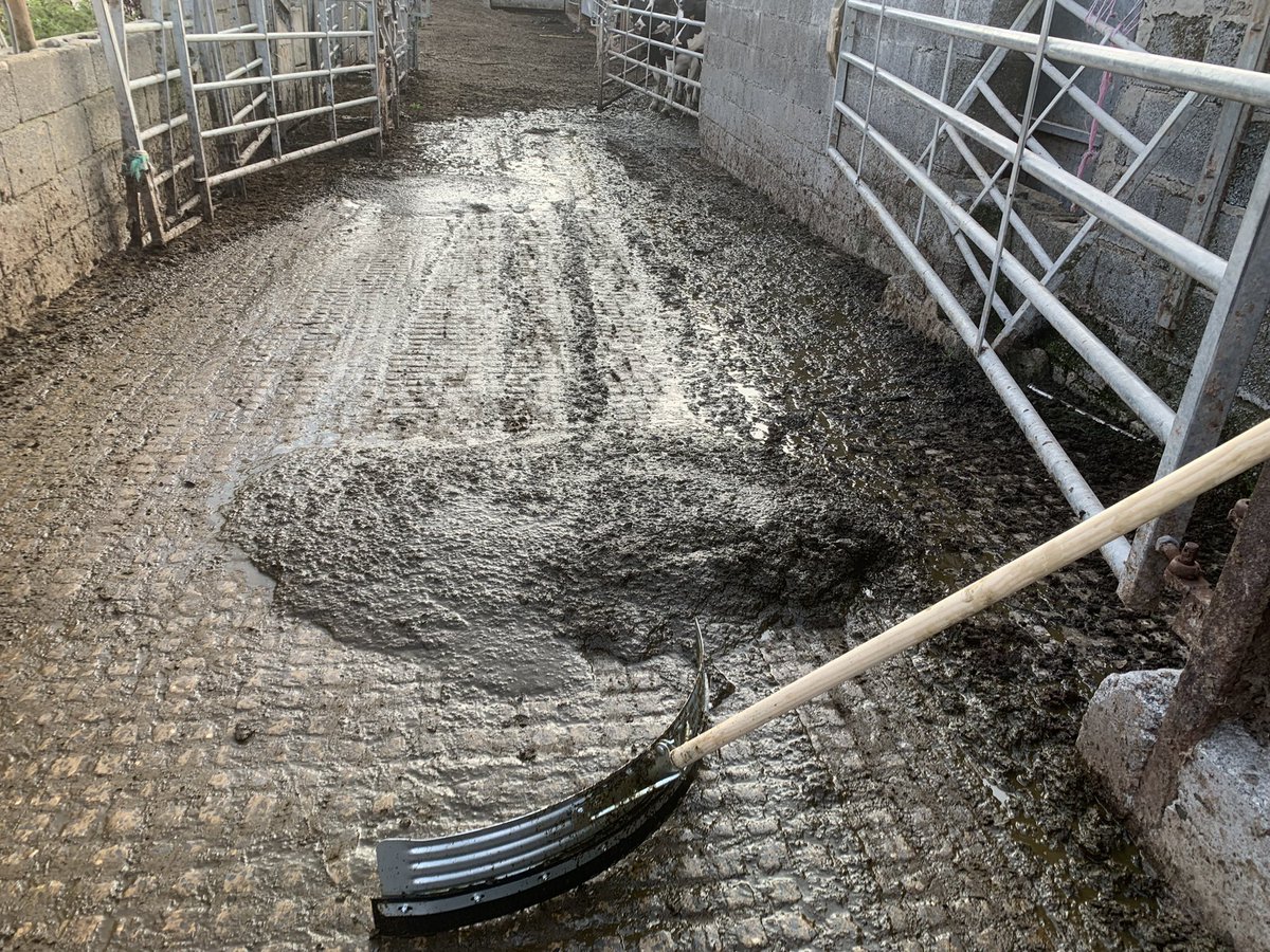 muckboy88's tweet photo. This eve have mainly been scraping #cowmuck and enjoying a cheeky wank
#GayManure #GayMuck #CowMuck #Slurry #gayϟϟkin #GayM88 https://t.co/lPlUhonCfr