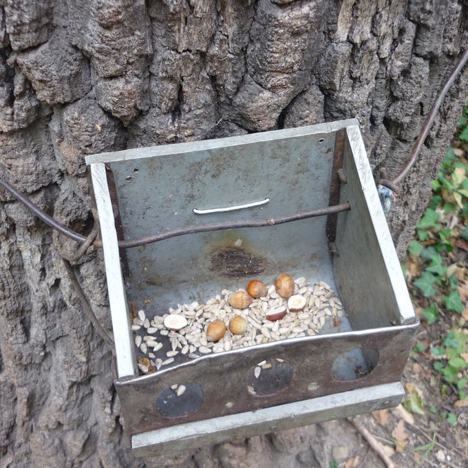 Close-up of the box tied to the tree - it has nuts for the squirrels inside.