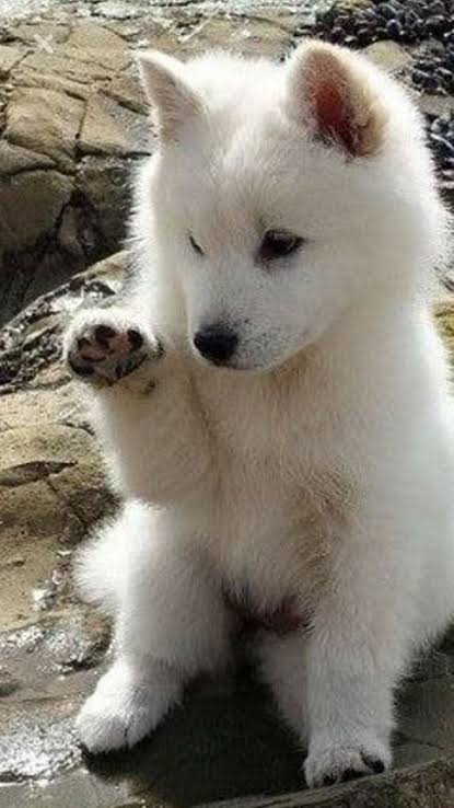 🔞 //SJ harem au, fluff &amp; smut//

Au where ot6 - a hybrid pack- stumble across a smol, trembling, little wolf pup in the wild.
The wolf is clearly lost &amp; scared, whining softly when they approach it, too tired to defend itself, its little drenched body curled into a ball.