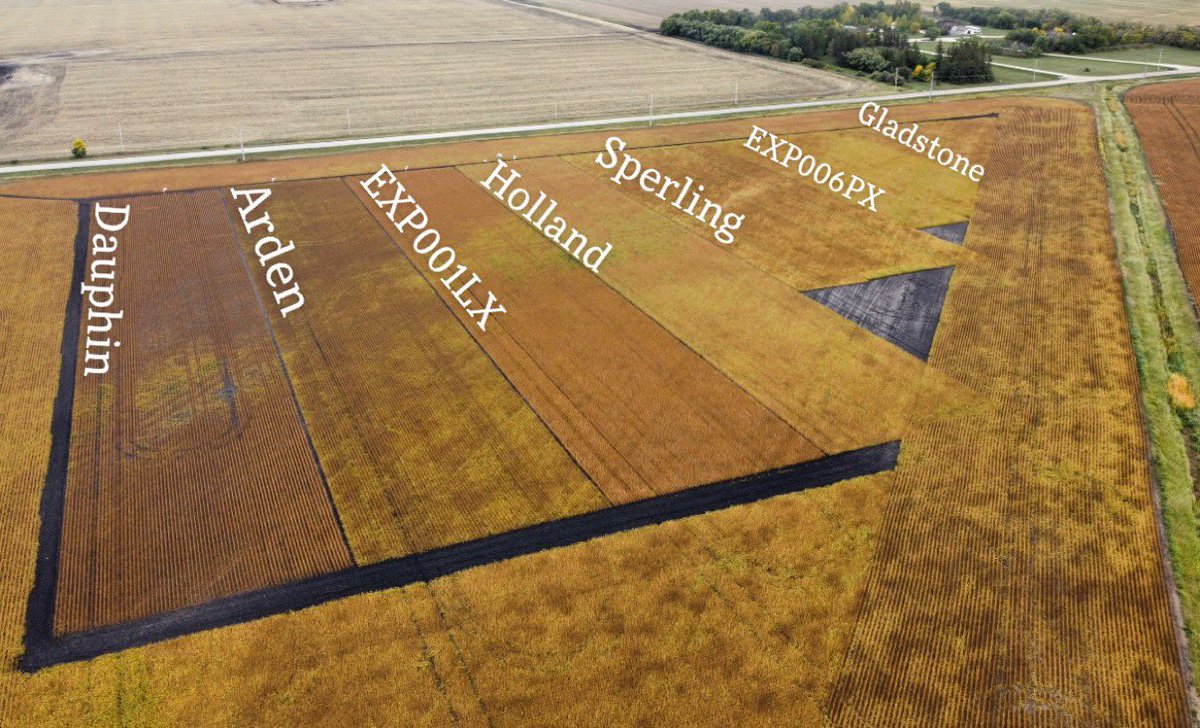 RutherfordFarms's tweet photo. September 21 update on our @NSGeneticsCA soybean plot! Can’t wait to get the combine in here and see the yield data. Our eyes are on the Holland RR2X. Stay tuned. #NorthstarGenetics https://t.co/CWvmCJa5dF