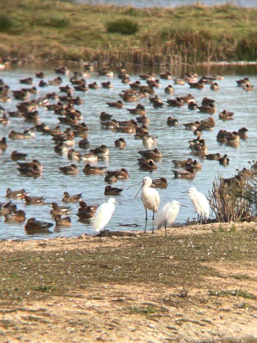 birdenofproof's tweet photo. 2 of 3 Spoonbill showing well at #BowlingGreenMarsh this afternoon (21/9). A couple of Snipe and a Peregrine also among the notables
#DevonBirds #LowCarbonBirding https://t.co/WqUMHsmUtn