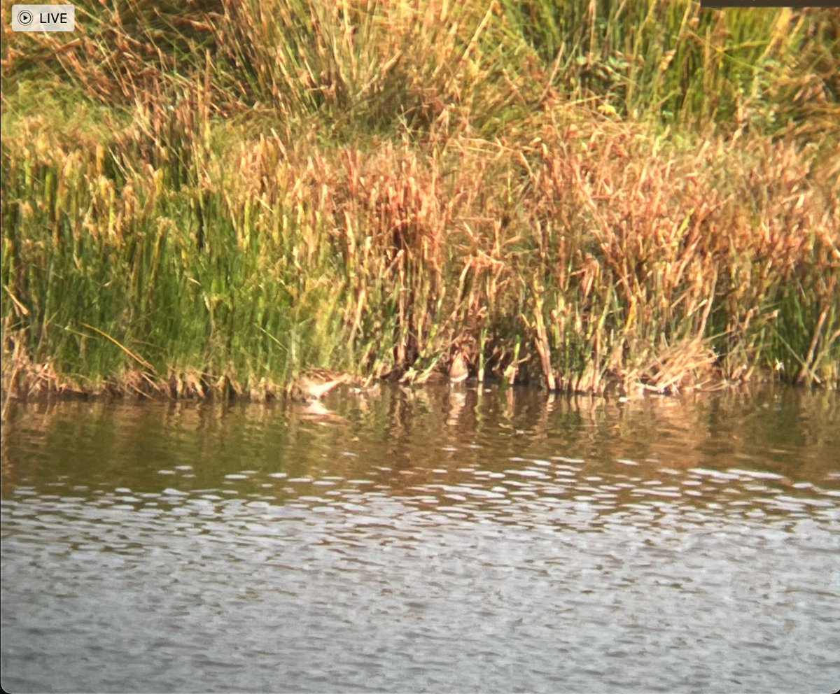 birdenofproof's tweet photo. 2 of 3 Spoonbill showing well at #BowlingGreenMarsh this afternoon (21/9). A couple of Snipe and a Peregrine also among the notables
#DevonBirds #LowCarbonBirding https://t.co/WqUMHsmUtn