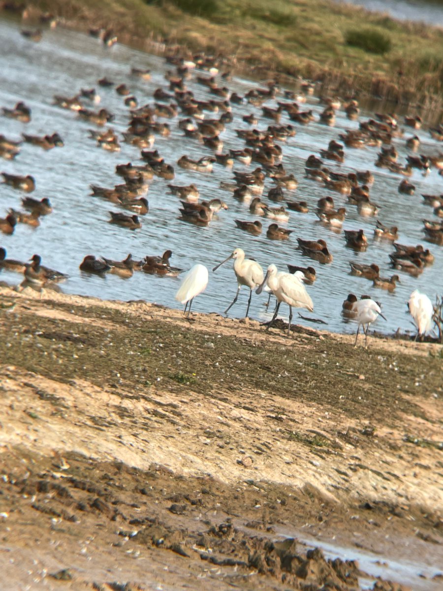 birdenofproof's tweet photo. 2 of 3 Spoonbill showing well at #BowlingGreenMarsh this afternoon (21/9). A couple of Snipe and a Peregrine also among the notables
#DevonBirds #LowCarbonBirding https://t.co/WqUMHsmUtn
