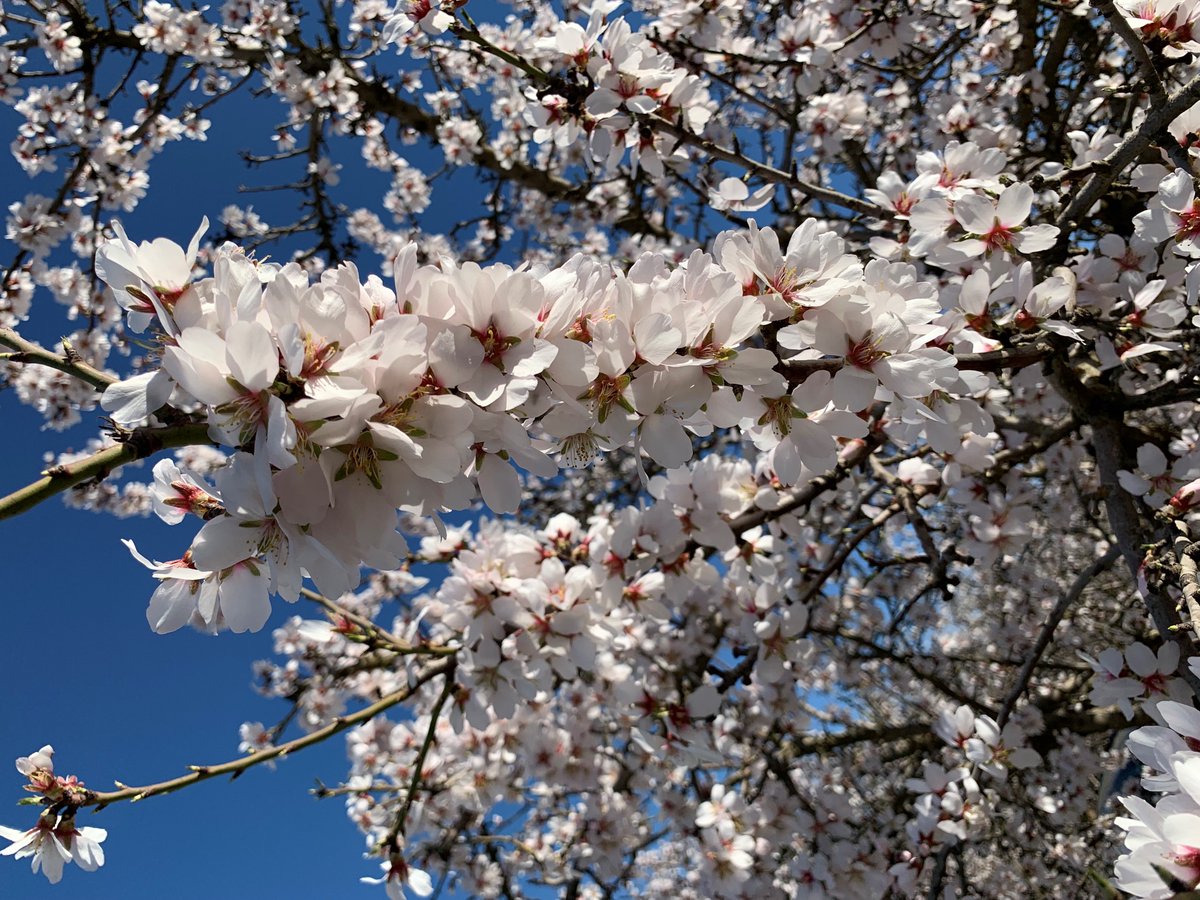 🌱 When cover cropping in #almond orchards, planning ahead is key! By getting the seeds in the ground for your #covercrops by the end of October, you increase the likelihood that they'll be in bloom at the same time as your almonds in spring. #integratedpestmanagement