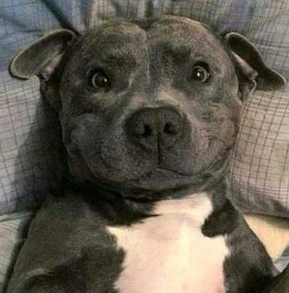 louis as dogs (@iouisdoggies) on Twitter photo 