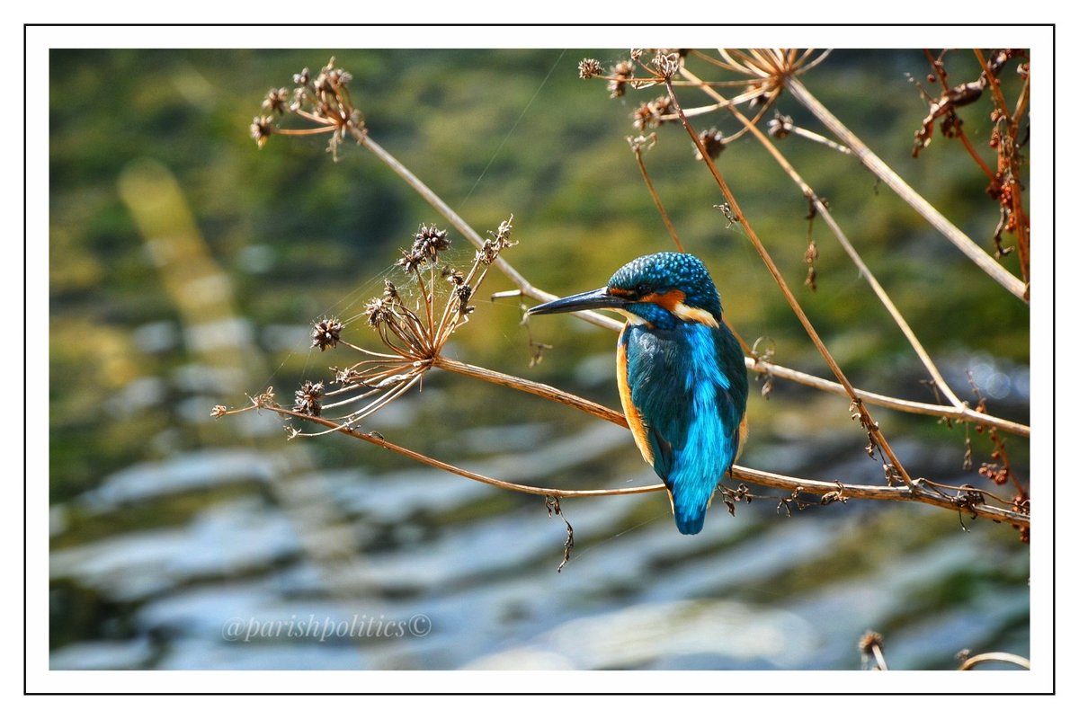 Urban wildlife  #Waterford #Kingfisher #September #Autumn #LunchTimeWalk