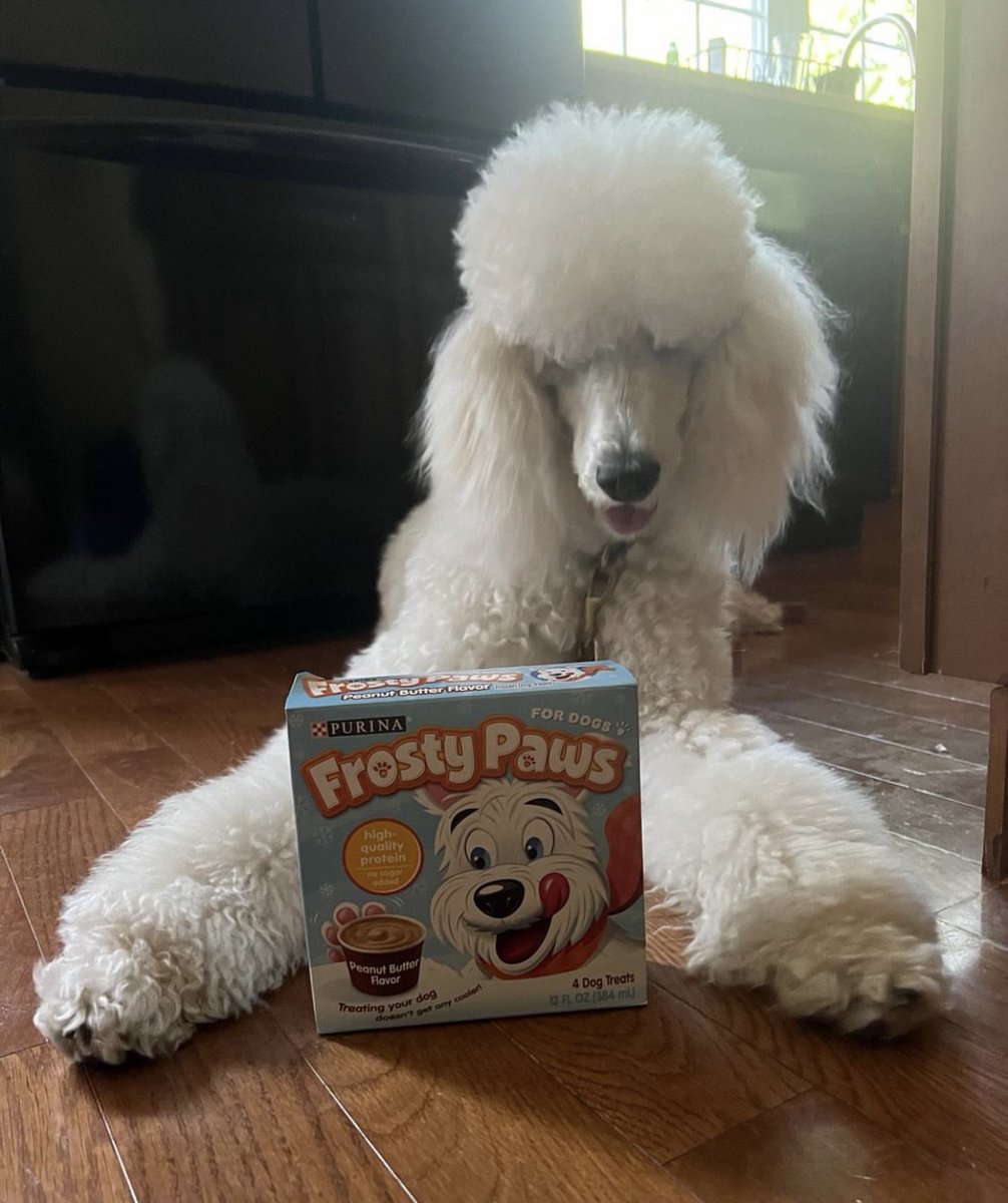 Frosty Paws? Ok you can take my photo. 🐩  #WoofWednesday

📸: saint_the_standardpoodle (on Instagram)