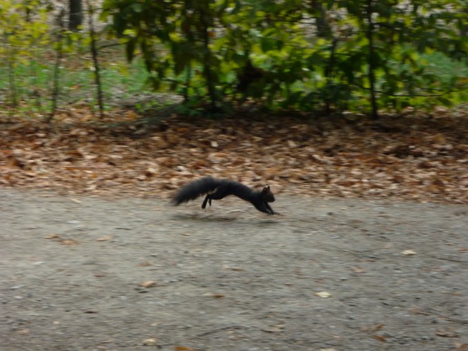 Black squirrel caught mid-jump, in the air, as it's running along the path.