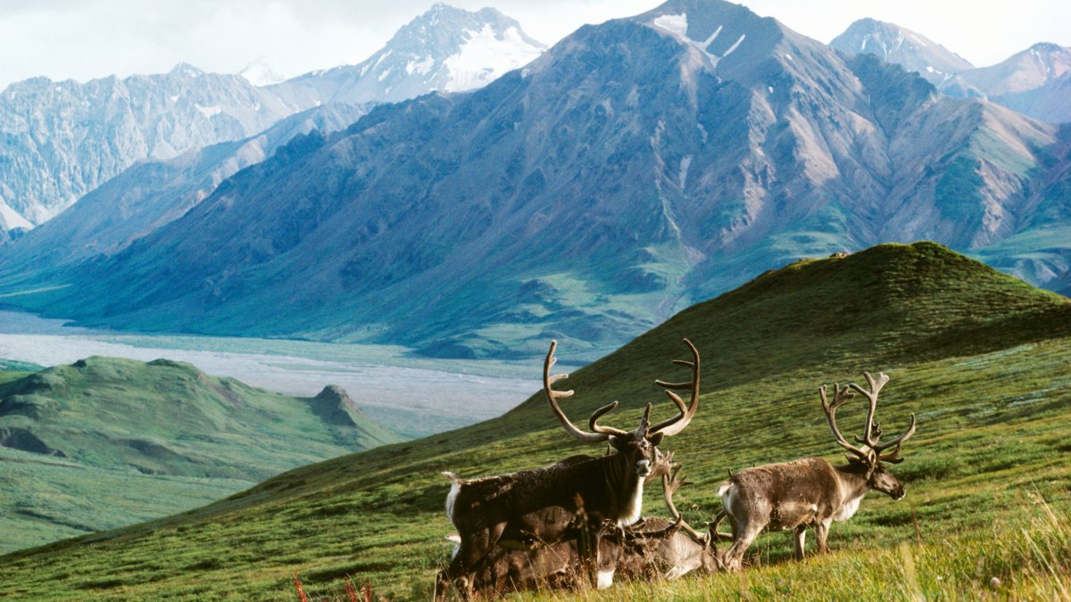 Do you care about the Arctic National Wildlife Refuge, and its importance to diversity &amp; the #ClimateCrisis?  I wrote a story about my ~30-yr passion for ANWR for the <a href="/USCWrigley/">Wrigley Institute for Environment & Sustainability</a>'s storyteller program guided by <a href="/LizNeeley/">LizNeeley</a> <a href="/edyong209/">Ed Yong is not here</a>. This story starts in 1994....  1/