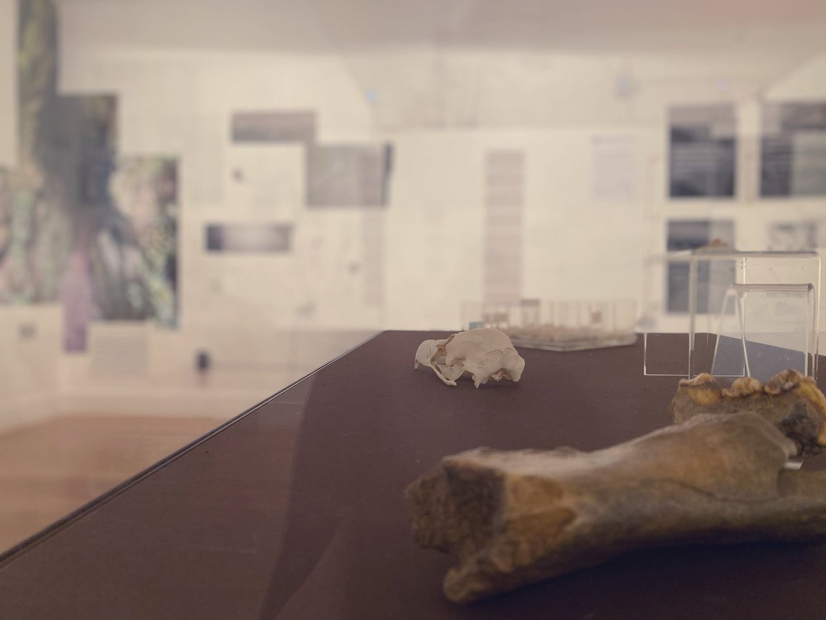 Cora Glasser tweet media