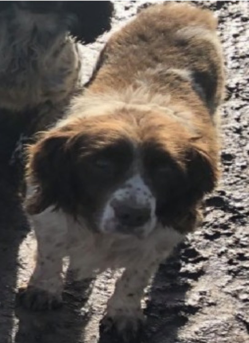 rosieDoc2's tweet photo. #SpanielHour
WHAT DID U DO WITH BOSS?
#Stolen ELDERLY #ESS liver&white
Partially blind & deaf
HOW COULD YOU
You were offered a reward
What did U do…dump him?
Was he ok?
DID SOME1 PICK HIM UP?
#Thorrington #ESSEX #CO7 13/7/20
https://t.co/SiB6FLp8PP
@EPRural PLS RT https://t.co/xylTZiohvX