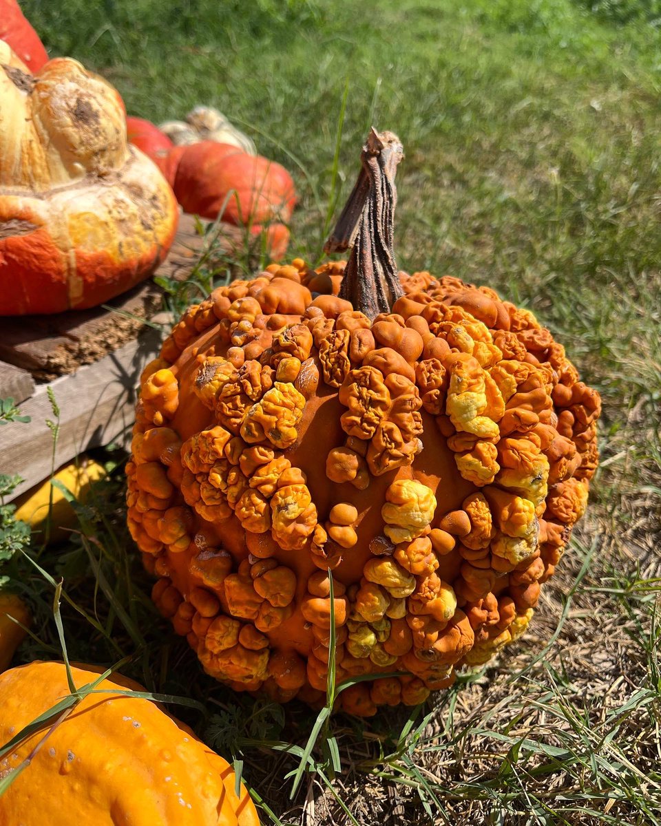 iLafeUSA's tweet photo. If you haven’t made it out to Sweet Eats Fruit Farm in Georgetown yet, come and check out their wonderful pumpkin patch! 🎃 

The weather should be cooling off one of these days. 😅

#autumn #georgetowntx https://t.co/GNLKBQxfzQ