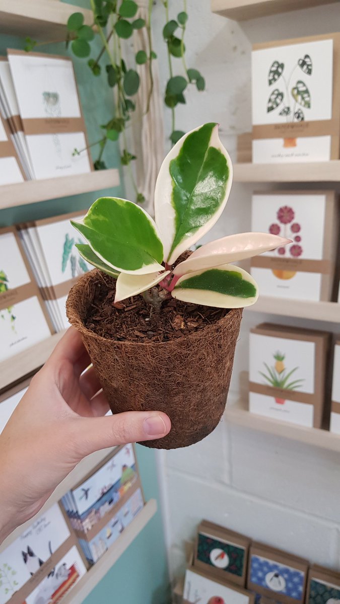 Lovely to see lots of house plants going to new homes. My little plant filled studio shop is open 10am-4pm Tues to Sat 🌿🌵