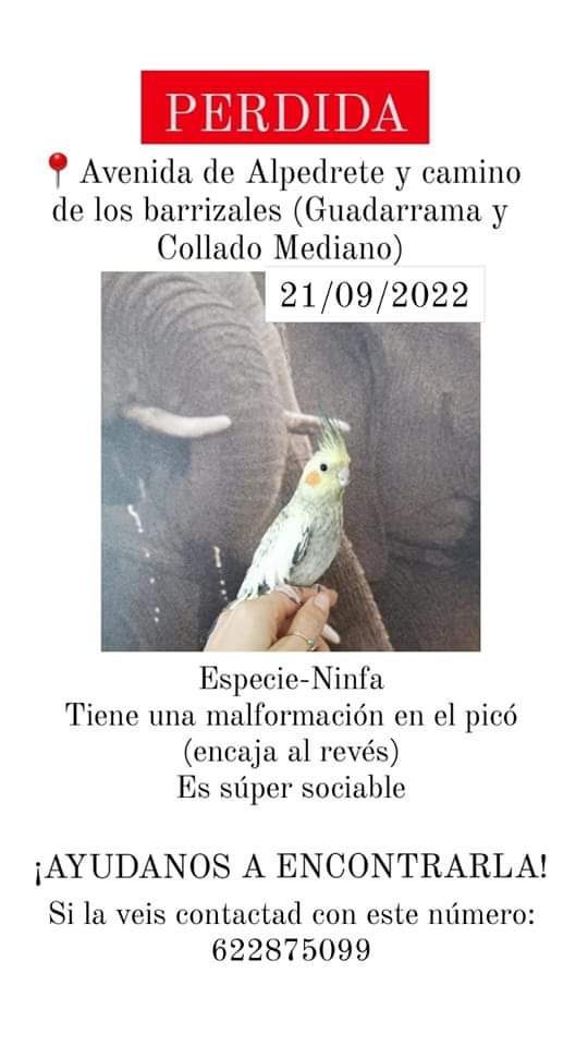 HuellaWonder's tweet photo. 🆘PERDIDA NINFA 21/09/22 🆘
❗MAX DIFUSION❗

Perdida entre Avenida de Alpedrete y camino de los barrizales (Guadarrama y Collado Mediano, Madrid).
- Super sociable
- Tiene mal formación en el pico, encaja al revés.

Cualquier avistamiento: 
📲 622875099

🙏Ayúdanos🙏
#sos https://t.co/OWGk4aXD10