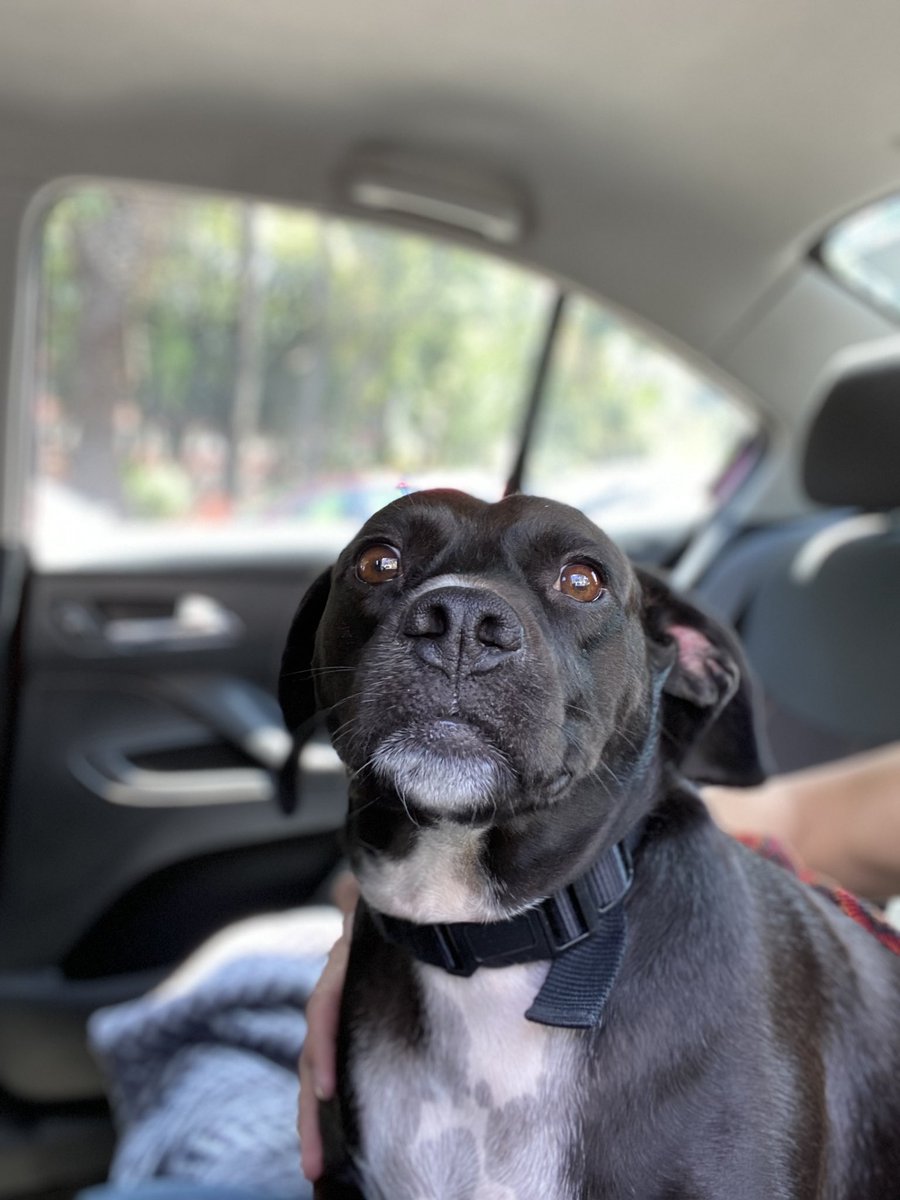 Mi negrita y yo en camino a casa en <a href="/DiDi_Mexico/">DiDi México</a>