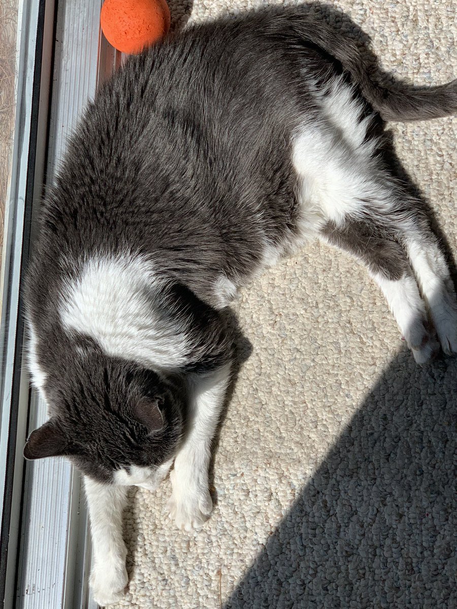 EditedFire's tweet photo. All tuckered out from three sessions of #ACESaccelerate Hope she charges up in that sunlight for session 4!! #ACESAnimals #edibuddy https://t.co/BF5jhbiJ6E