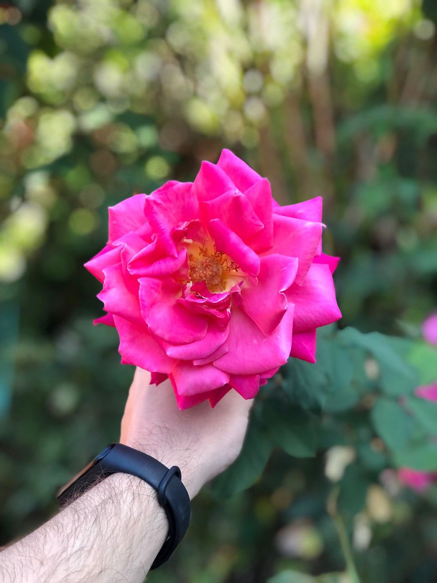IvanDuarte07's tweet photo. La flor más bella de mi jardín es y siempre será mi madre ! ❤️ un beso al cielo mi ángel ✨ https://t.co/YnxWJ7jnWJ