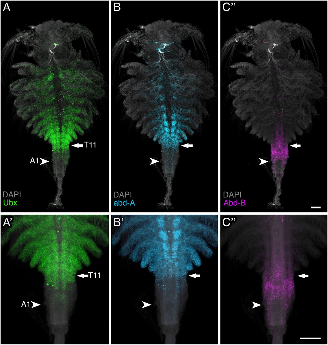 Developmental Biology (@dev_bio_journal) on Twitter photo #DBfeature #EvoDevo #InHoxWeTrust
Expression of Abdominal-B in the brine shrimp, Artemia franciscana, expands our evolutionary understanding of the crustacean abdomen
by Jennifer McCarthy-Taylor, Nipam Patel et al <a href="/JBMcCarthy1001/">Jenny McCarthy-Taylor, PhD</a> <a href="/Parflyale/">Patel Lab</a>
sciencedirect.com/science/articl… #DBfeature #EvoDevo #InHoxWeTrust
Expression of Abdominal-B in the brine shrimp, Artemia franciscana, expands our evolutionary understanding of the crustacean abdomen
by Jennifer McCarthy-Taylor, Nipam Patel et al <a href="/JBMcCarthy1001/">Jenny McCarthy-Taylor, PhD</a> <a href="/Parflyale/">Patel Lab</a>
sciencedirect.com/science/articl…