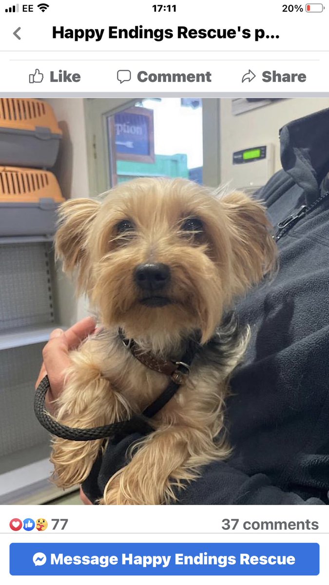 JacquiSaid's tweet photo. @yogatimejane @rosieDoc2 @MetCC @lb_southwark I have been in contact with police this is how we know all this but we unfortunately need legal representation hence asking local Mp @harriettharman and also a Spanish interpreter . #Getchanelback or the rescue to hand dog back . #Readopt https://t.co/Y31DysBcKs