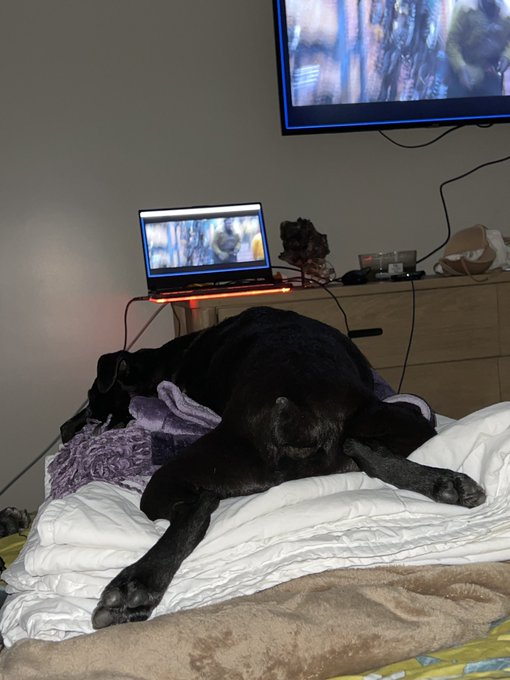 1 pic. Most days I think…. Dam I’m so lucky to have such awesome dogs choose me!! https://t.co/1s8Ry