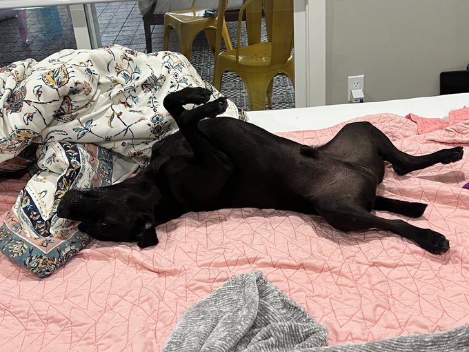 2 pic. Most days I think…. Dam I’m so lucky to have such awesome dogs choose me!! https://t.co/1s8Ry