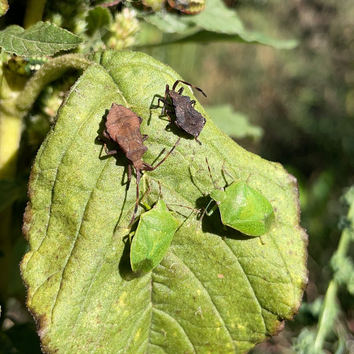 BunteWieseKLLD's tweet photo. Die Tage wird nochmal der #Rasenmäher rausgeholt. Damit #Insekten ein #Winterquartier haben, ist es wichtig Pflanzen stehen zu lassen; auch Vögel freuen sich über Samen. Es ist nie zu spät, schlechte Angewohnheiten ("Was verblüht ist muss abgeschnitten werden.") zu ändern! /1 https://t.co/hmQHEengaS