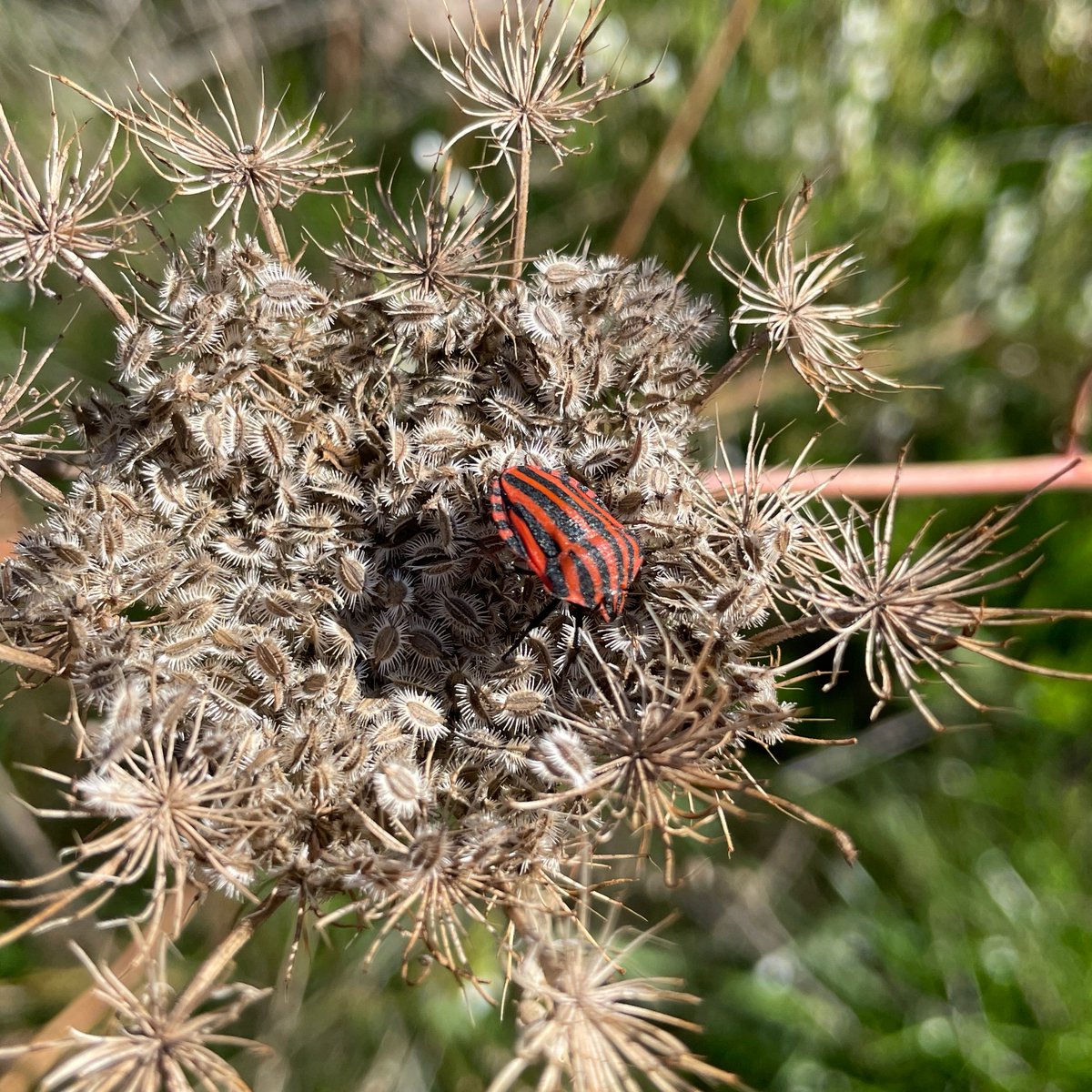 BunteWieseKLLD's tweet photo. Die Tage wird nochmal der #Rasenmäher rausgeholt. Damit #Insekten ein #Winterquartier haben, ist es wichtig Pflanzen stehen zu lassen; auch Vögel freuen sich über Samen. Es ist nie zu spät, schlechte Angewohnheiten ("Was verblüht ist muss abgeschnitten werden.") zu ändern! /1 https://t.co/hmQHEengaS