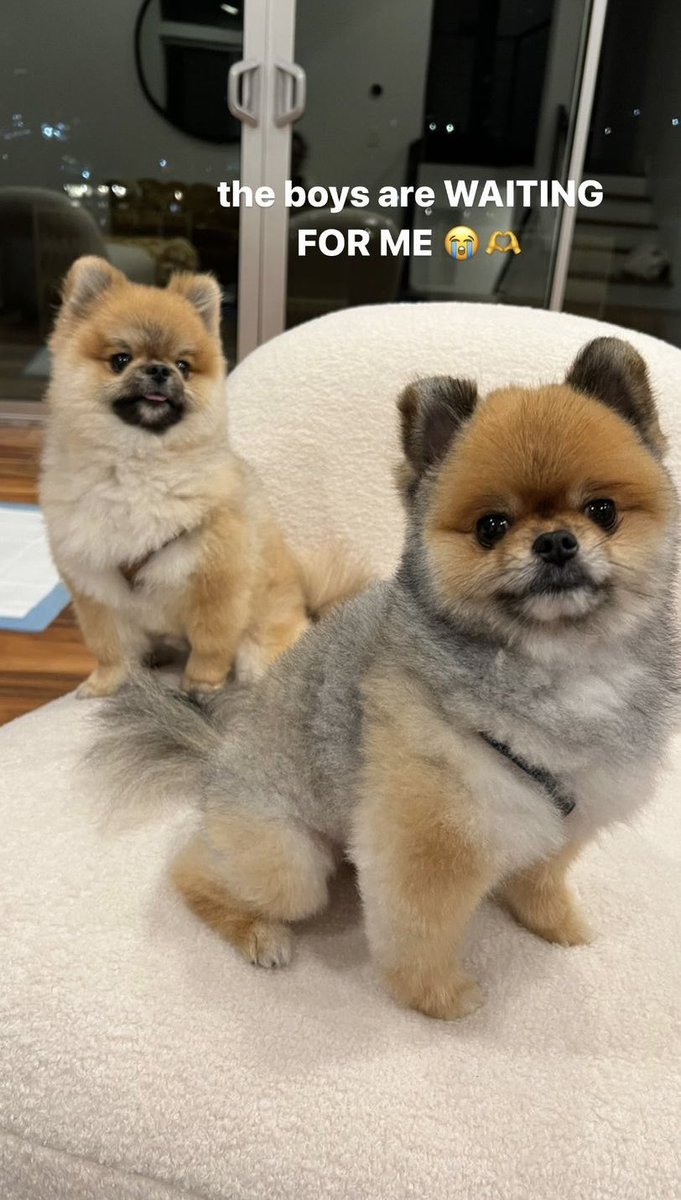 reggimyles's tweet photo. oh my fluffing gosh😩🥺 https://t.co/M2azcwc8Pz