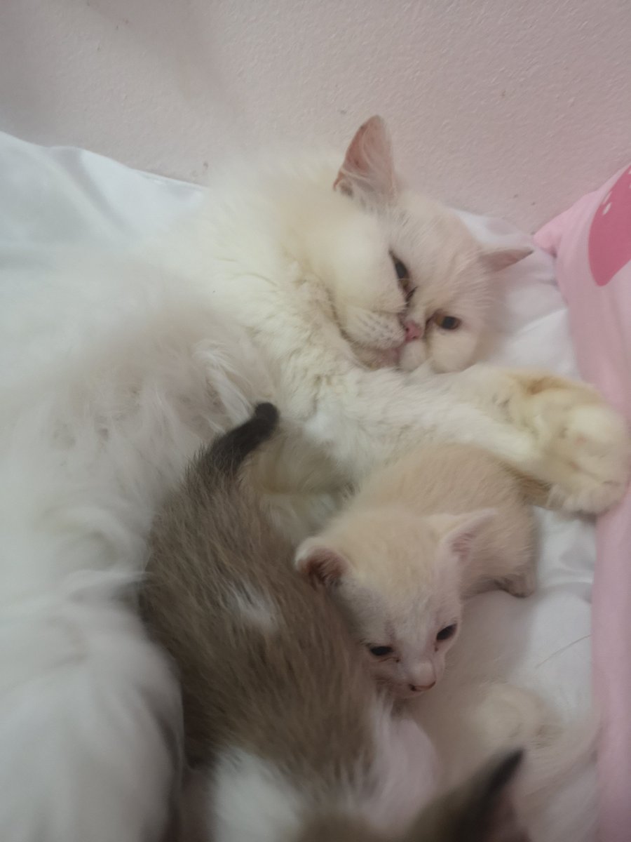 Zammeantobezam's tweet photo. รักลูกแมว ที่ไม่ใช่ลูกตัวเองค่ะ พอเป็นนังสโนว์ที่เป็นลูกตัวเองเข้ามาชวนเล่นทีคือแบบขู่ จะตีลูก แต่อีสองตัวนี่ลูกใครไม่รู้ เก็บได้จากข้างทาง เอามาฝากลูกชุบเลี้ยง ทะนุถนอมอย่างดี ให้ดูดนมทั้งที่ก็ไม่ได้มีน้ำนม นอนกอดนอนซ��� ????? รักม๊าก จนตอนนี้สองตัวนั้นโตแล้วก็ยังร้าก https://t.co/ecUZZccvfN
