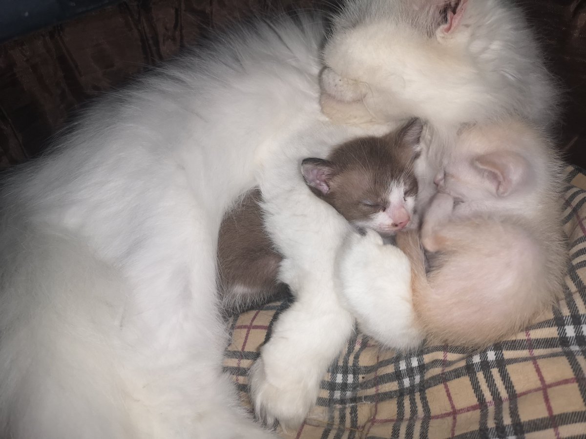 รักลูกแมว ที่ไม่ใช่ลูกตัวเองค่ะ พอเป็นนังสโนว์ที่เป็นลูกตัวเองเข้ามาชวนเล่นทีคือแบบขู่ จะตีลูก แต่อีสองตัวนี่ลูกใครไม่รู้ เก็บได้จากข้างทาง เอามาฝากลูกชุบเลี้ยง ทะนุถนอมอย่างดี ให้ดูดนมทั้งที่ก็ไม่ได้มีน้ำนม นอนกอดนอนซบ ????? รักม๊าก จนตอนนี้สองตัวนั้นโตแล้วก็ยังร้าก