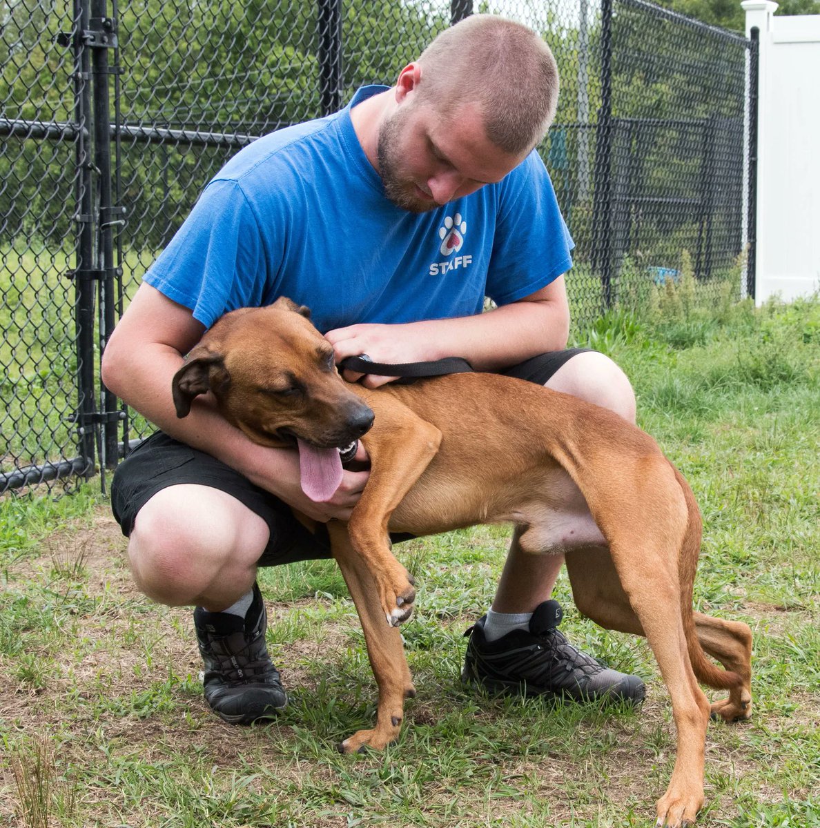 cthumane's tweet photo. #Memphis is gifted at giving #love.  
#BrownDogs #Dogs #Waterford
https://t.co/qLNc2nO4Dk https://t.co/q5F8homN3e