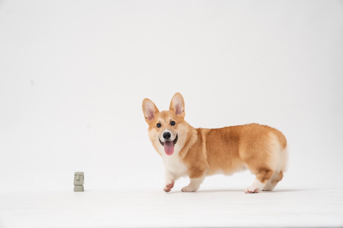 KeepPet - Online Pet Care tweet media
