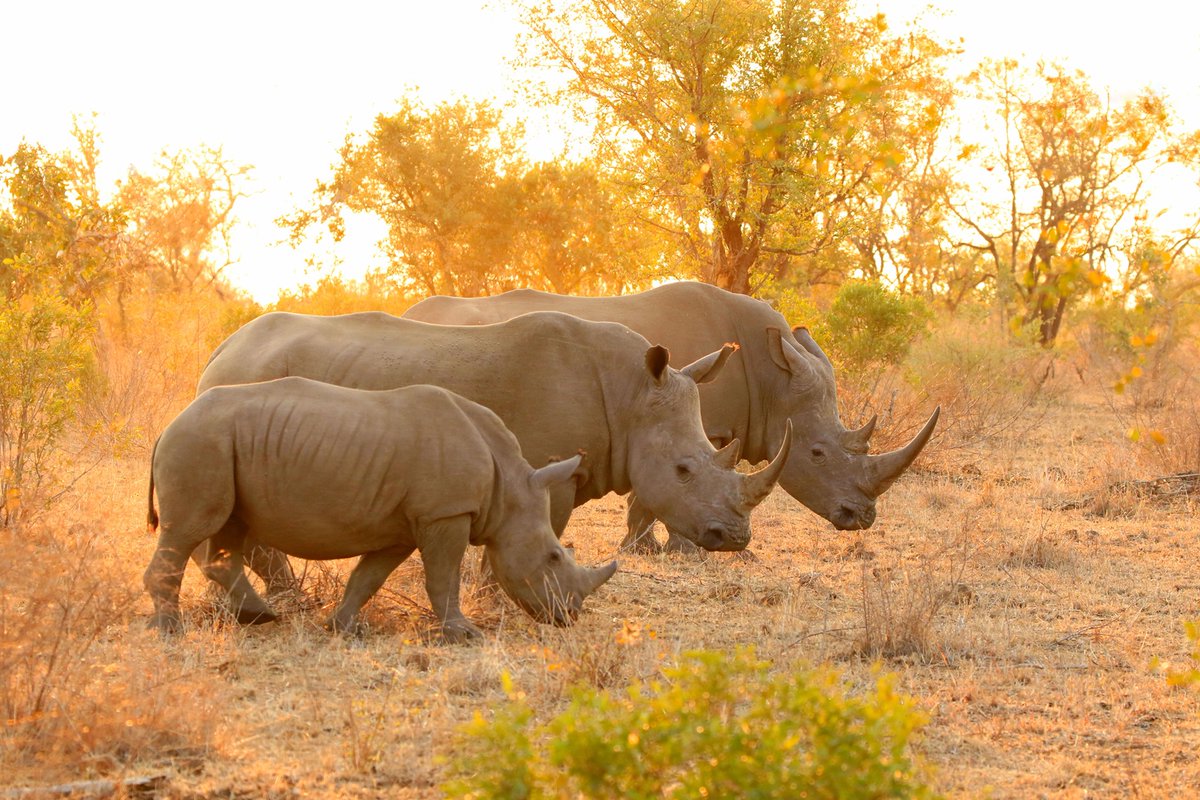 Adventureherot1's tweet photo. Safari in Tanzania and Kenya to see majestic rhinos grazing in Lake Nakuru National Park.
Tag someone who should visit East Africa with you!
https://t.co/l1bjCApp9k
#eastafrica #lakenakurunationalpark https://t.co/K8H4OOpX0P