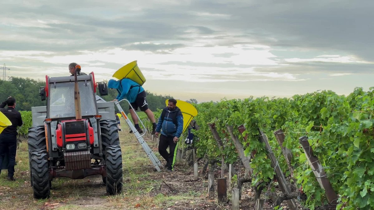 CristofariMA's tweet photo. A quoi ressembleront les vignes et les vins du futur ? #RéchauffementClimatique #Sécheresse #Tendances #Consommation C'est le thème de notre émission ce soir. RV à 21h sur @France3NoA, vendredi 9h45 sur @F3PoitouChtes @F3Limousin @F3Aquitaine #Disputandum @Ampelidae @Inabottle_fr https://t.co/A7YRfk4qCO