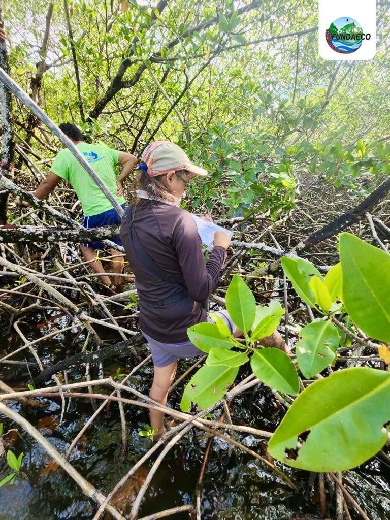 fundaecoguate's tweet photo. #NOTICIAS🌿🌱📝 Programa #MaresVivos realiza monitoreo de #manglar para actualizar información de #ZonasdeRecuperaciónPesquera como parte de Mesa Operativa de @CONAPgt, #DIPESCA y #FUNDAECO para la protección y manejo sostenible d los recursos #marinocosteros del #CaribeGuatemala https://t.co/VuCepFCUos
