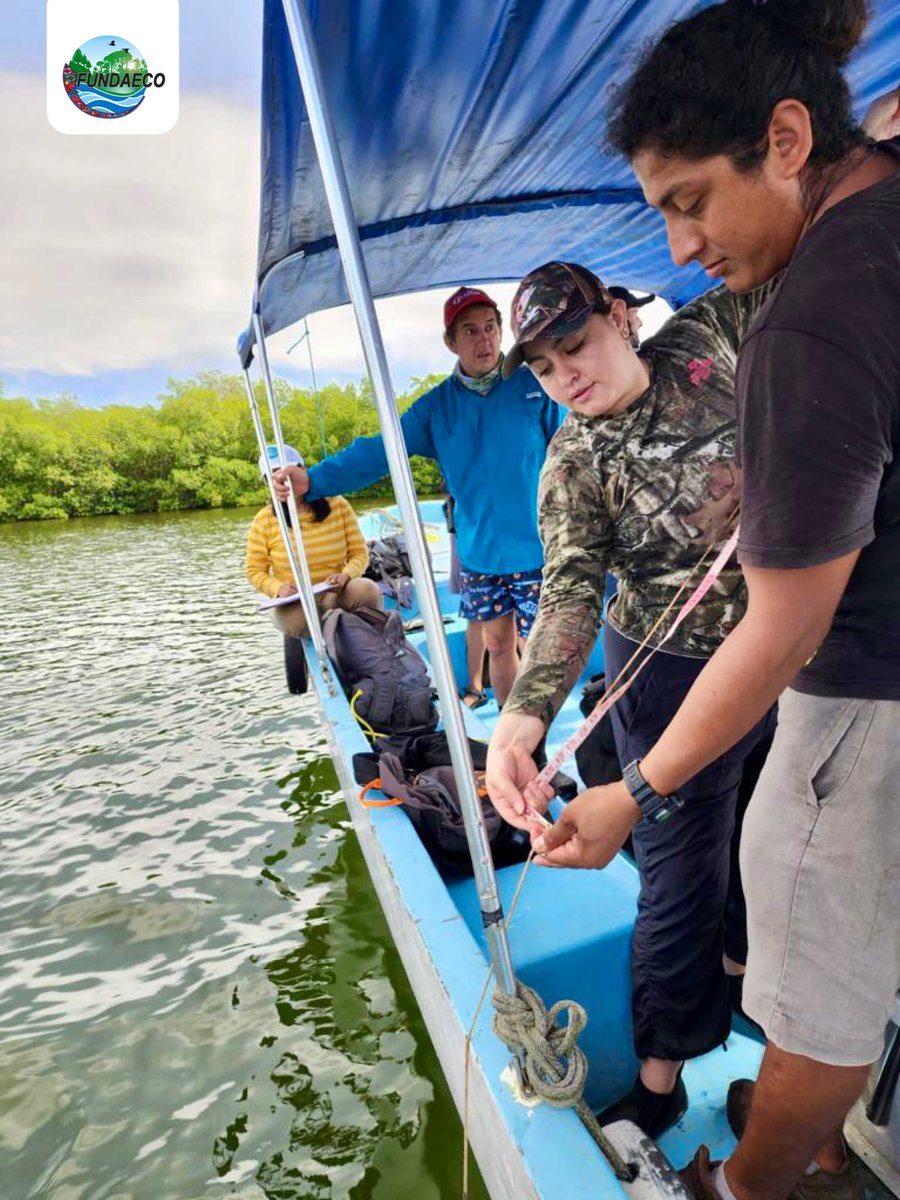 fundaecoguate's tweet photo. #NOTICIAS🌿🌱📝 Programa #MaresVivos realiza monitoreo de #manglar para actualizar información de #ZonasdeRecuperaciónPesquera como parte de Mesa Operativa de @CONAPgt, #DIPESCA y #FUNDAECO para la protección y manejo sostenible d los recursos #marinocosteros del #CaribeGuatemala https://t.co/VuCepFCUos