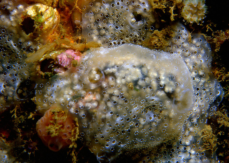 SERCinvasions's tweet photo. #InvaderABCs Y is for yellow tunicate! Diplosoma aff. spongiforme is a colonial tunicate forming thick, tough, but soft and loosely attached sheets. It is native to the Northeast Atlantic and grows on rock faces and other fouling organisms. 📷Parent Géry https://t.co/7HDeb2si9z https://t.co/7KufB6yH4e