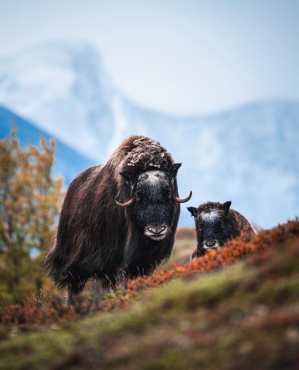 Musk ox and the little soul of the mountain wilderness 🐾🍂🏔🇳🇴