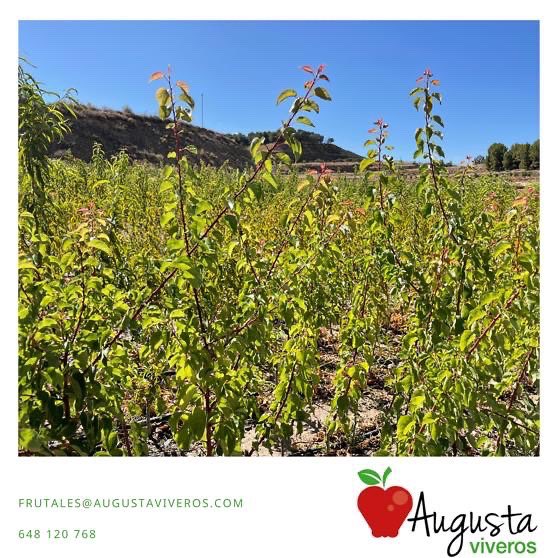 augustaviveros's tweet photo. Con esto, se busca evitar que dé muchos frutos pequeños y de menor calidad 

Nosotros lo dezcabezamos a 1,10 m para formar la copa para la venta en supermercados como #planta de bolsa o #maceta https://t.co/cJpoNZP0sO