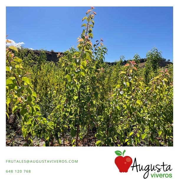 augustaviveros's tweet photo. Con esto, se busca evitar que dé muchos frutos pequeños y de menor calidad 

Nosotros lo dezcabezamos a 1,10 m para formar la copa para la venta en supermercados como #planta de bolsa o #maceta https://t.co/cJpoNZP0sO