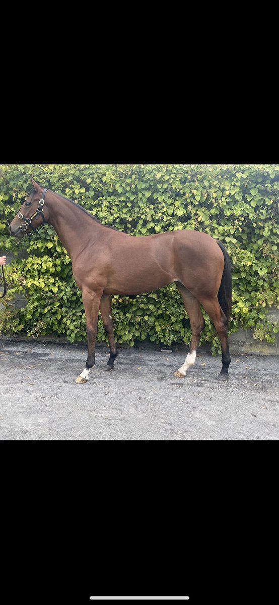 ✨Smart Make Believe Filly selling tomorrow @tatts_ireland Lot610✨@CM_Walsh <a href="/HorseCare_ie/">HorseCare</a>