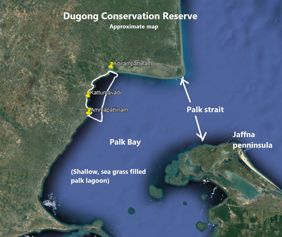 TNGeography's tweet photo. #TamilNadu govt declares, new 448sqkm area "Dugong Conservation Reserve" in the Palk bay coastal areas of Pudukottai &amp; Thanjavur dt. Palk bay is a unique sea grass rich, shallow waveless lagoon, it lies between TN &amp; SL. First step towards protecting unique Palk bay eco-system 1/2 https://t.co/7zVXrpZZna
