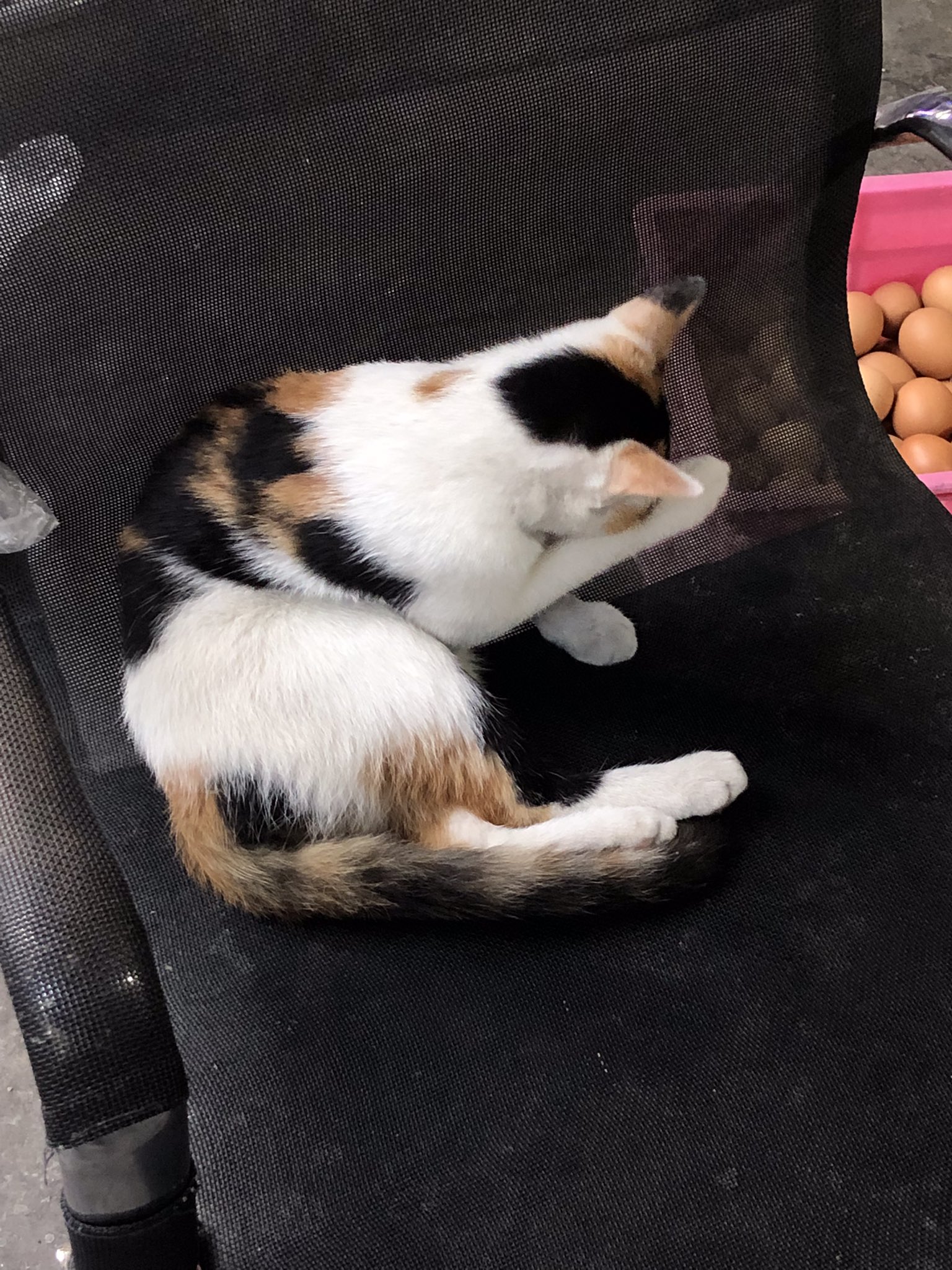 Tapioca Tapioca Cu Twitter