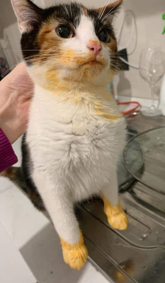 nocontextscats's tweet photo. "Did you eat my cheetos?"
"No, I didn't" https://t.co/e1vttWxhxl
