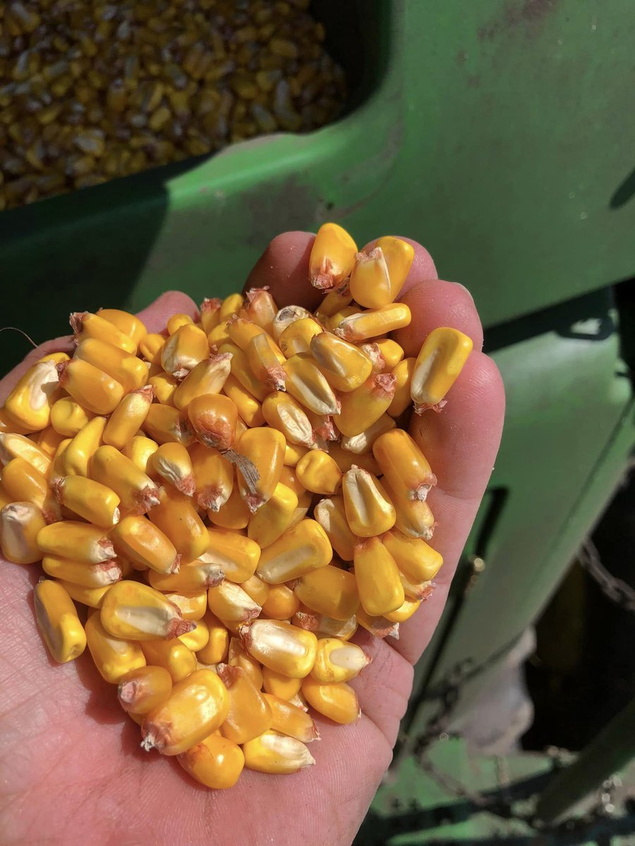 RevereSeed's tweet photo. Back in the field today for the first of a couple of looks from the combine finishing up harvesting some really good-looking #Revere1307 TCRIB. Results to follow. #RevereCorn #prettycorn #harvest22 https://t.co/jBdVbWdDTy