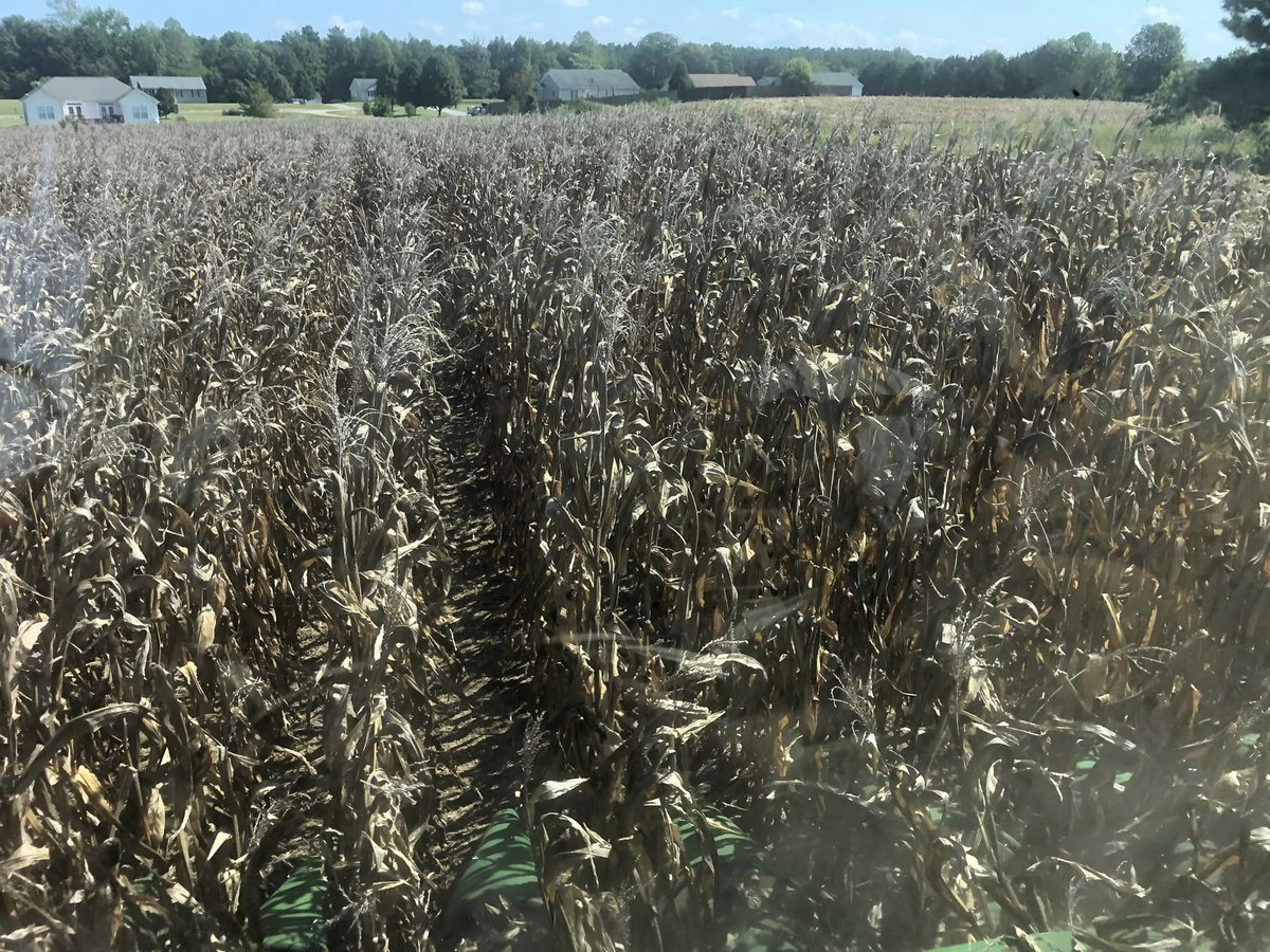 RevereSeed's tweet photo. Back in the field today for the first of a couple of looks from the combine finishing up harvesting some really good-looking #Revere1307 TCRIB. Results to follow. #RevereCorn #prettycorn #harvest22 https://t.co/jBdVbWdDTy