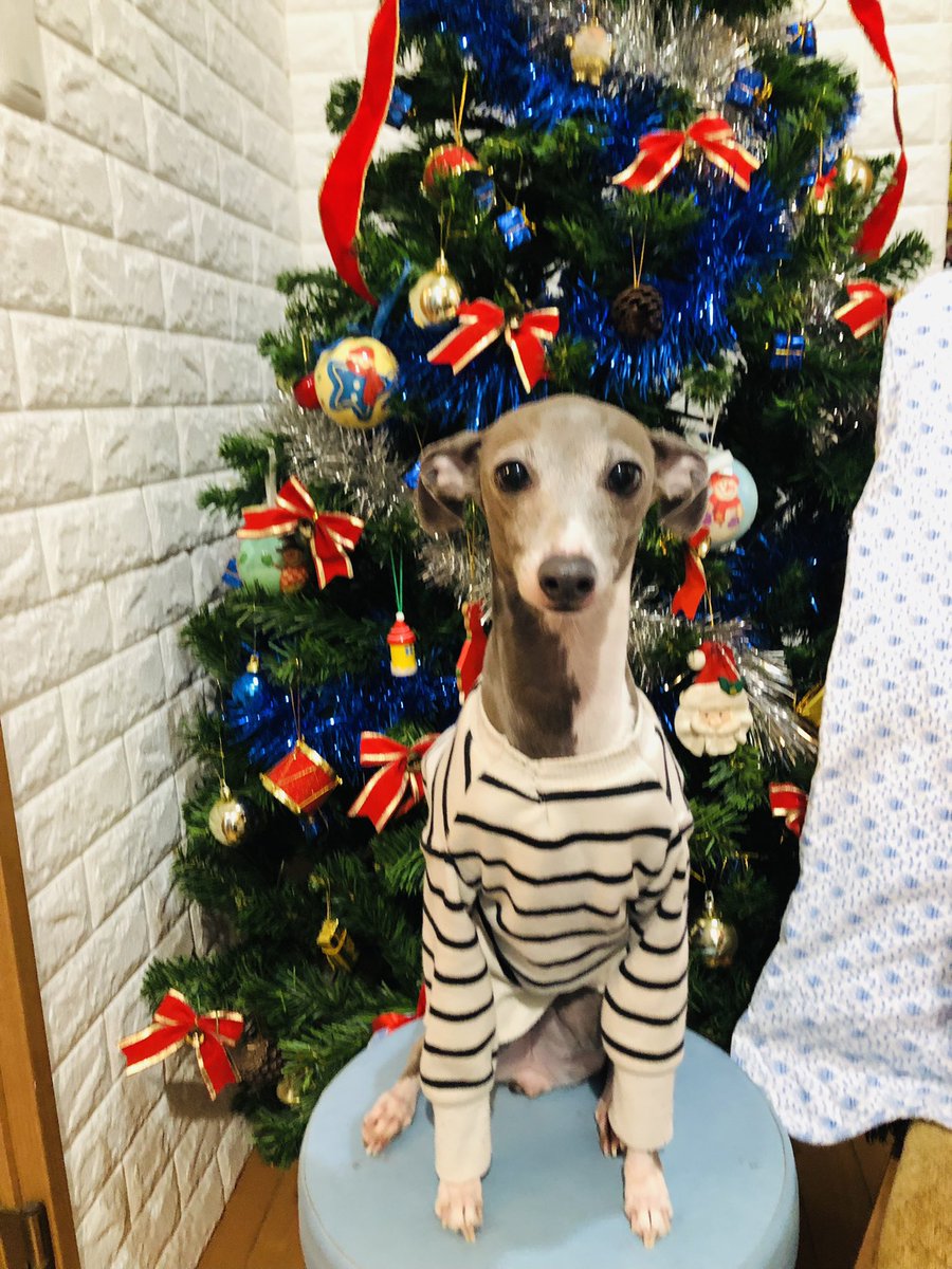 ___i____i____i's tweet photo. 石神井公園駅付近にて愛犬が昨日22時10分頃自宅付近から逃げ出してしまい
探してます。
サムネの写真の犬です。グレーのイタグレです。服は着ておりません。
尻尾が短く赤い首輪をしています。
リードはしておりません。
見かけた方、保護してくださっている方いらっしゃいませんでしょうか？ https://t.co/Cp6qaK8W7e