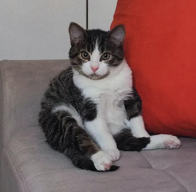 dzca_m's tweet photo. Živko pre tačno dva meseca kad sam ga pronašla i Živko danas https://t.co/oNcD2dxqGL
