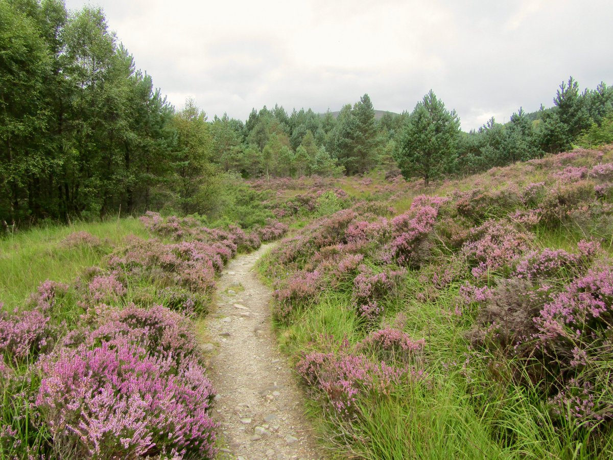 AwayMaja's tweet photo. The West Highland Way: Day 4! π₯Ύπ΄σ §σ ’σ ³σ £σ ΄σ Ώ
12 miles from #Beinglas to #Tyndrum
A wet and misty morning (midge heaven) through the hills and forests above #Crianlarich. The trail into Tyndrum was surrounded by heather, which was just stunning! π
#WestHighlandWay #WHW @official_whw https://t.co/lbCUwBE68e